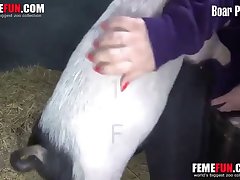 Boar Porn