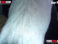 Small Dog Porn
