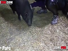 Art Of Zoo Porno