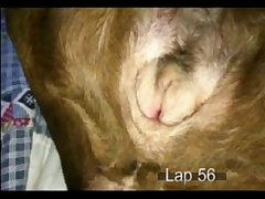 Prego Zoo Porn