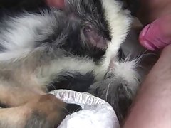 dog porn