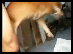 Jordan Elliot Dog Porn