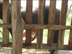 3d Animal Sex Video