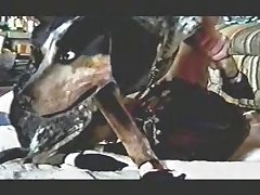 Animal Sex Other Animals