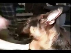 Girl Choking On Horse Cum
