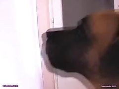 Dog With Big Balls Porn