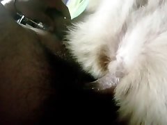 Scottish Girl Dog Porn