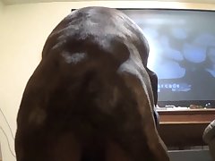 Dog Balls Porn