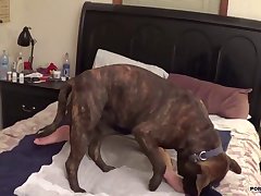 Forced To Fuck Dog Porn