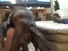 Man On Dog Porn