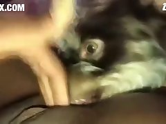 Bonnie Blue Petting Zoo Porn