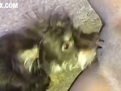 Dog Knot Porn