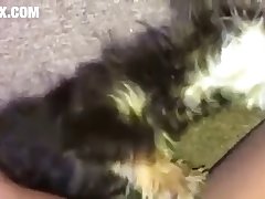 Dog Knot Porn