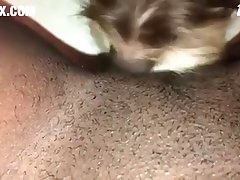 Porn Dog