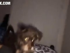 Horse Porn Gif
