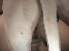Wild Horse Porn