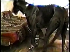 Zoo Porn Deepthroat