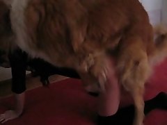 Animated Dog Girl Porn
