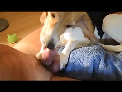 Horse Cock Porn 3d
