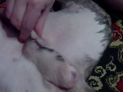 Dog Muzzle Porn