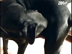 Art Of Zoo Porn Hd