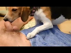 Fuck Dog Pussy Porn