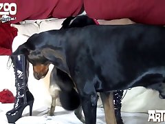 Animal Gay Sex Porn