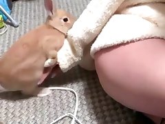 Dog Gang Bang Porn