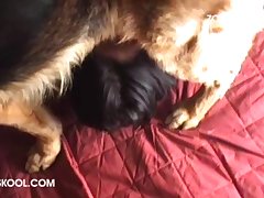 Is It Illegal To Watch Zoo Porn