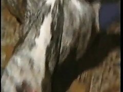 Hot Sex With Animal