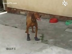 Triple X Coco Dog Porn