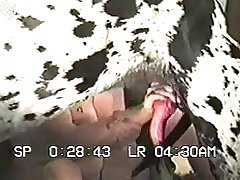 Horse Dickgirl Porn