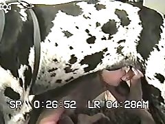 Horse Dickgirl Porn