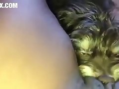 Zoofilia Anal Vaca