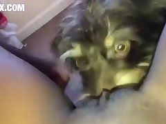 Zoofilia Anal Vaca