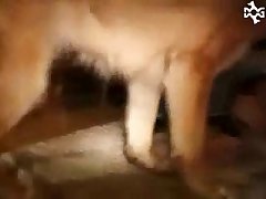 Sex With Animal Girl Xxx