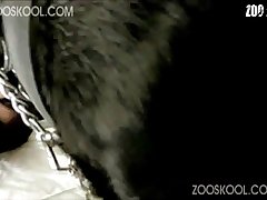 Vanessaprod Zoofilia