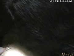 Stray Dog Fiance Porn Game
