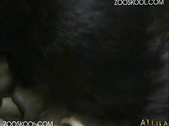 Stray Dog Fiance Porn Game