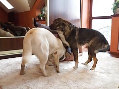 Dog Make Girl Squirt Porn