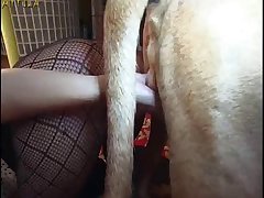 Latina Dog Sex Porn
