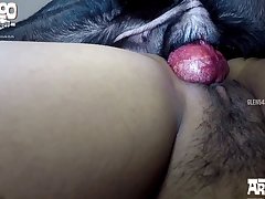 Porno Zoofilia Artofzoo