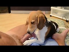 Porn Video Horse