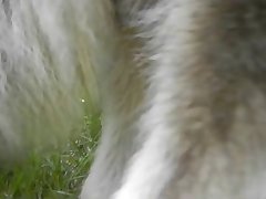 Woman Blowjob Dog Porn