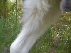 Woman Blowjob Dog Porn