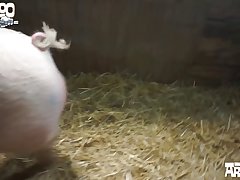 Horse Cum Compilation Porn