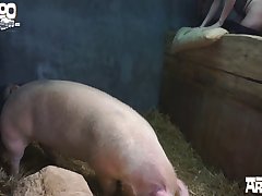 Horse Cum Compilation Porn