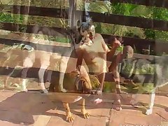 Dog Porn Caught