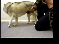 Dog Fucking Guy Porn