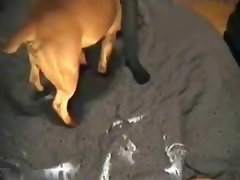 Wife Sucks Dog Cock Porn